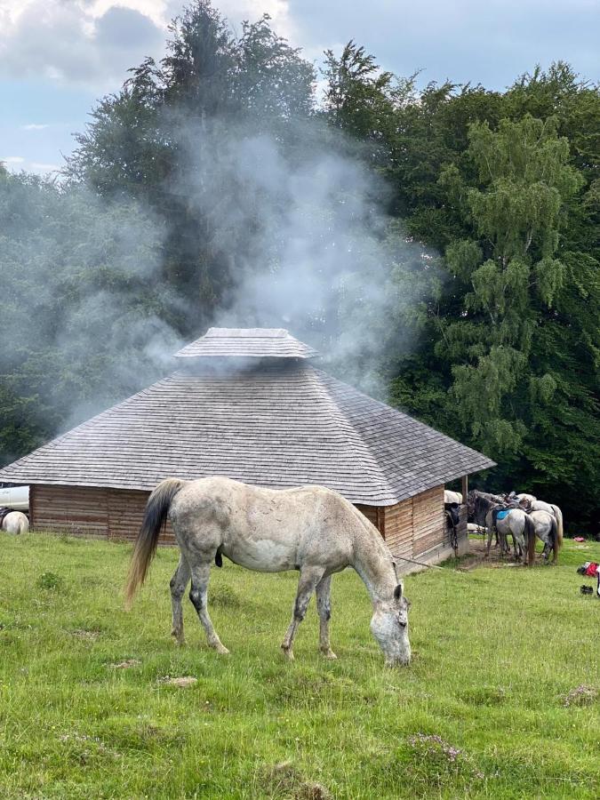 Pensiune Maria Rucăr Eksteriør bilde