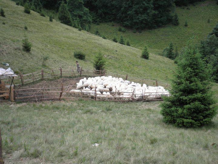 Pensiune Maria Rucăr Eksteriør bilde
